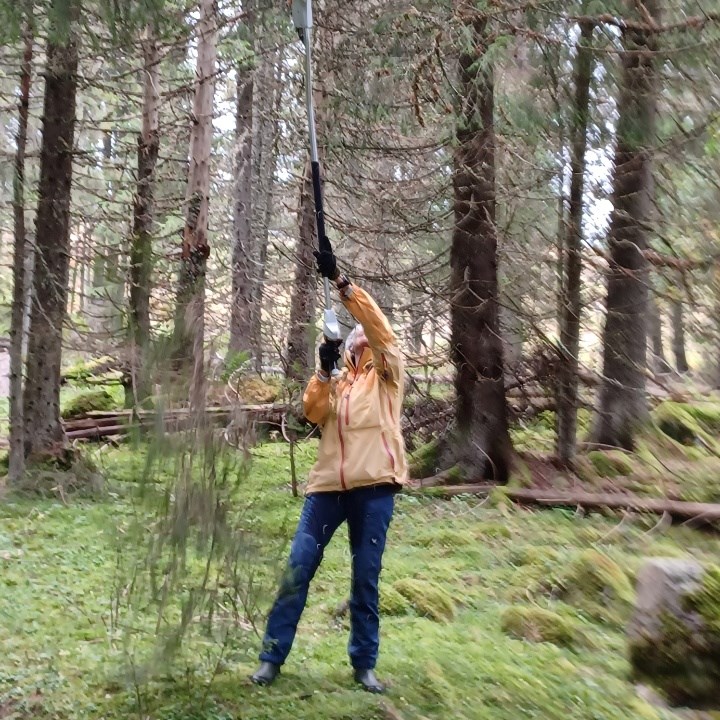 Ellen Hansen rydder i høyden, løypa mellom Volla og Viggern. Foto: Kåre Hansen