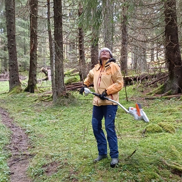 Ellen Hansen rydder i høyden, løypa mellom Volla og Viggern Foto: Kåre Hansen