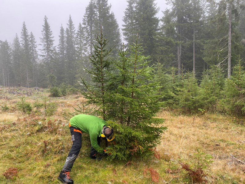 Thorvald Grung Moe rydder smågran i løypa mellom Volla og Sørlibakken. Foto: Inger Johanne Wiese.