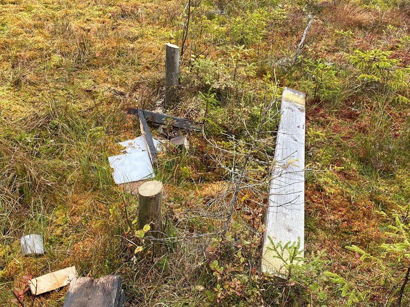 Stolpene i myra må fjernes senere, behov for spett. Foto: Inger Johanne Wiese.