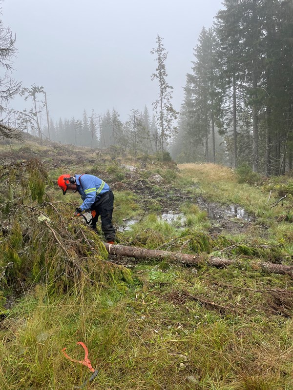 Thomas Knutzen kapper rotvelt som som har falt over Kanalløypa. Foto: Lene Li Dragland