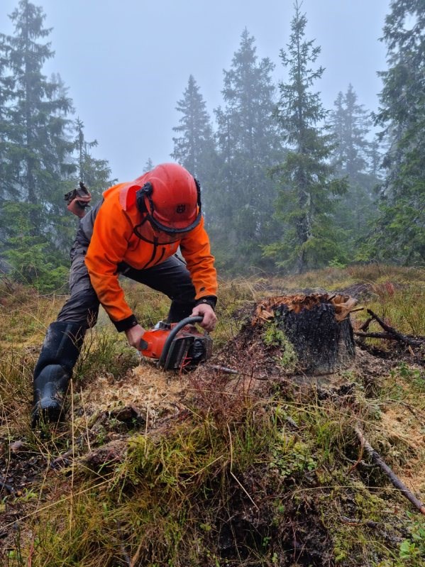 I Bislingløypa på oversiden av veien satte Olaf Godli og fotograf Nils Voie Johansen opp nye merkestaur langs løypa, og Olaf svingte motorsaga over stubber som er for høye i løypetraseen.