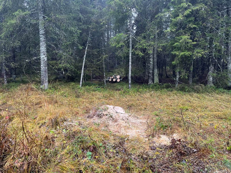 Så treet er borte og løypa er klar for løypemaskinen. Foto: Mathias Barra