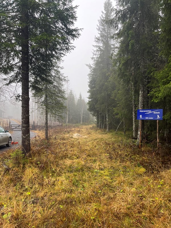 Det sto engang et tre midt i løypa fra Vollavegen mot Skjerpelykkja. Så kom Magnus Castracane og fotograf Mathias Barra.